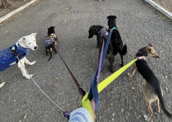 Cuidadores de mascotas: cómo elegir con quién dejar a quienes más queremos