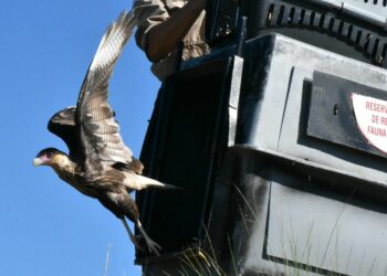 Algunas se rehabilitaron en el centro de rescate del Parque de la Biodiversidad y otros en el Tatú Carreta.