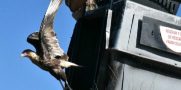 Liberaron 48 animales silvestres rehabilitados en Colanchanga Algunas se rehabilitaron en el centro de rescate del Parque de la Biodiversidad y otros en el Tatú Carreta.