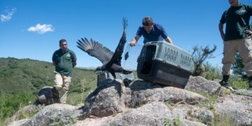 Animales rescatados del cautiverio volvieron a su hábitat luego de rehabilitarse en los centros de rescate del Parque de la Biodiversidad y del Tatú Carreta.