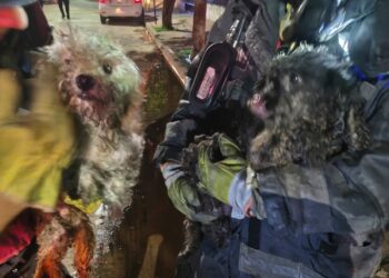 Bomberos lograron rescatar a dos caniches durante el operativo y confirmaron que no presentaban heridas.