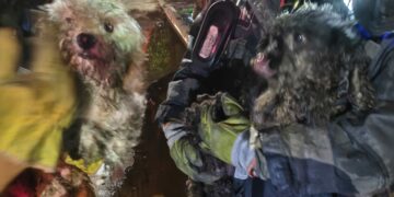 Bomberos lograron rescatar a dos caniches durante el operativo y confirmaron que no presentaban heridas.