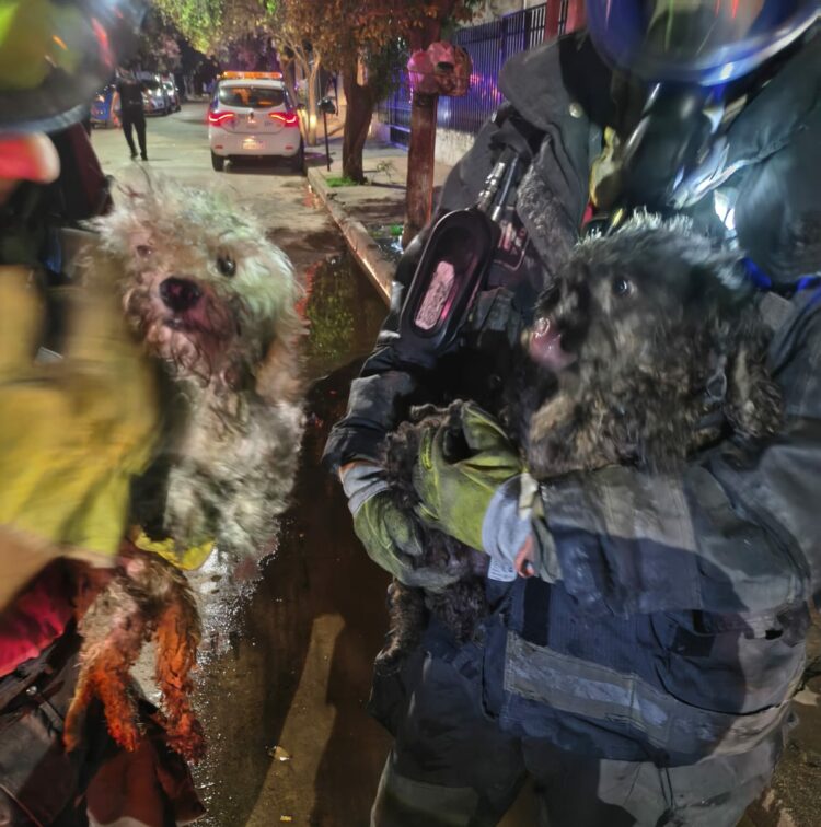 Bomberos lograron rescatar a dos caniches durante el operativo y confirmaron que no presentaban heridas.