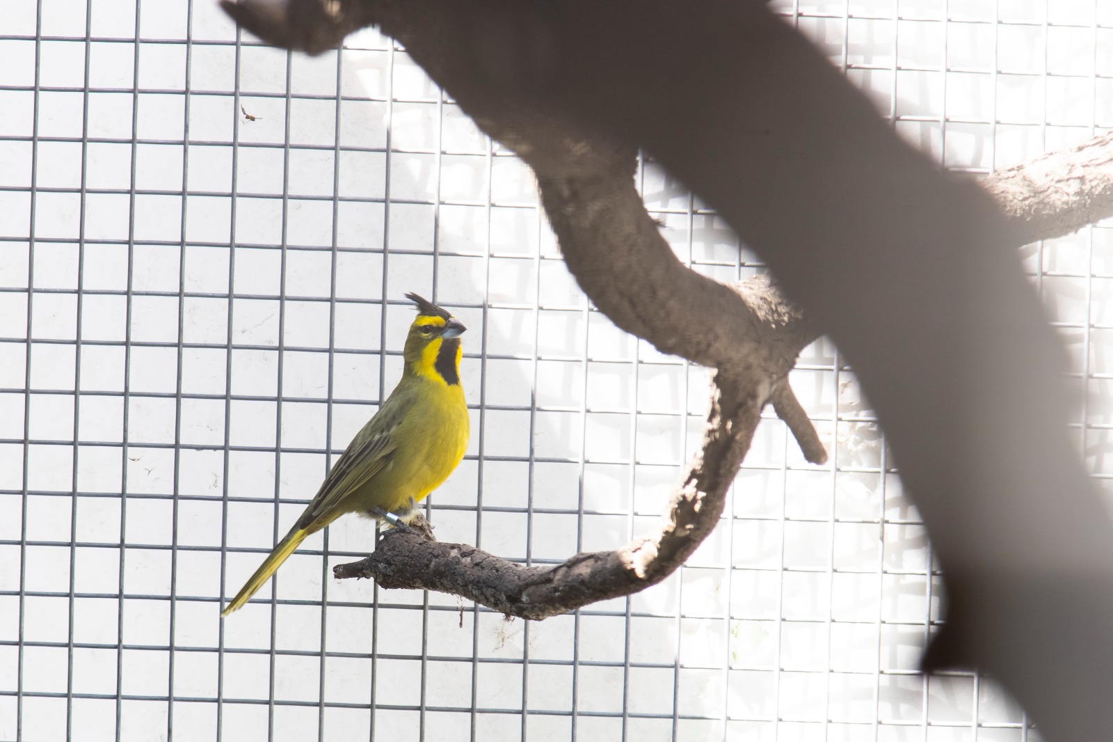 El Parque de la Biodiversidad trabaja en cuatro proyectos de especies en peligro de extinción El cardenal amarillo (Gubernatrix cristata).