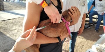 Cronograma de vacunación antirrábica gratuita para perros y gatos Cronograma de vacunación antirrábica gratuita para perros y gatos