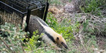 Día de la liberación: un oso melero, 33 aves y un gato montés volvieron a su hábitat