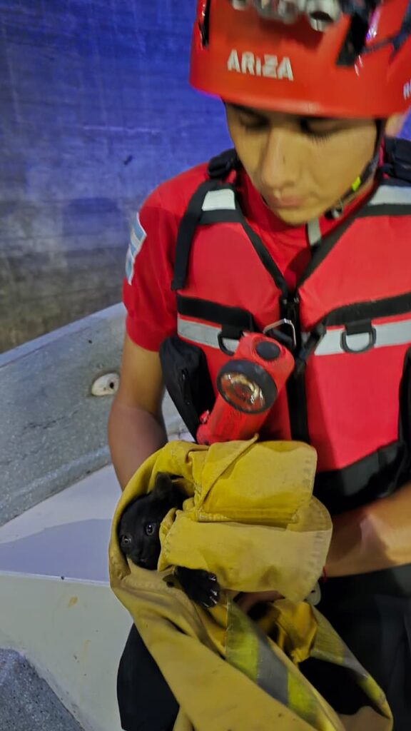 Rescataron a un gatito atrapado en el Lago San Roque El gatito fue puesto a salvo por vía acuática.