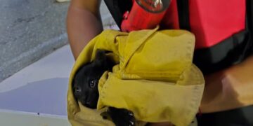 El gatito fue puesto a salvo por vía acuática.