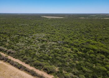 El objetivo es preservar el ecosistema del caldenal, uniendo la sostenibilidad ambiental con el desarrollo rural.