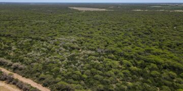El objetivo es preservar el ecosistema del caldenal, uniendo la sostenibilidad ambiental con el desarrollo rural.