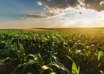 El Gobierno oficializó la baja de retenciones a las exportaciones agroindustriales