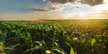 Es oficial: el Gobierno oficializó la baja de retenciones