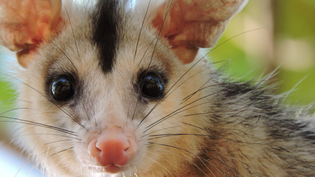 Patrulla Ambiental rescató una zarigüeya en barrio Talleres Oeste
