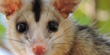 Patrulla Ambiental rescató una zarigüeya en barrio Talleres Oeste