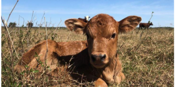 Ganadería y lechería anticipan un 2026 favorable según la nueva encuesta CREA Ganadería