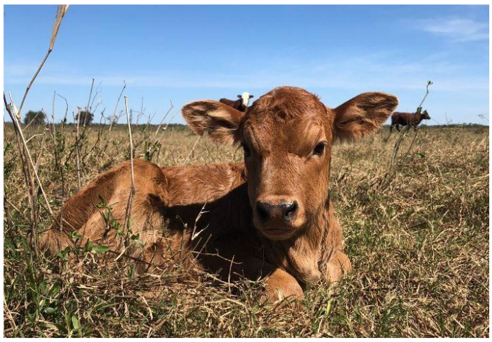 Ganadería y lechería anticipan un 2026 favorable según la nueva encuesta Crea Ganadería