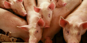 La enfermedad es transmitida por la ingesta de carne de cerdo cruda o mal cocida, contaminada con el parásito Trichinella spiralis.