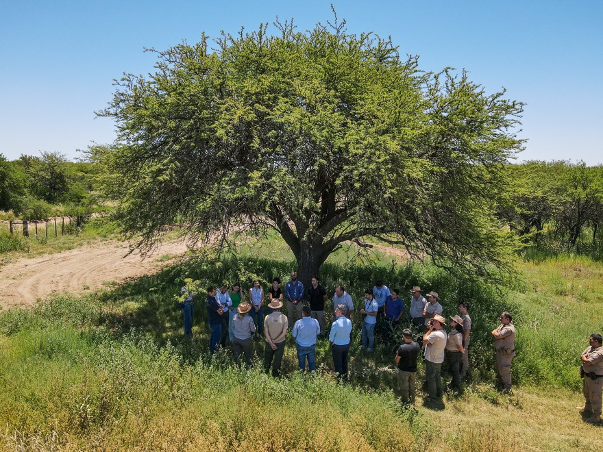 La especie contribuye a la regulación hidrológica, la provisión de forraje, el hábitat de fauna silvestre y el almacenamiento de carbono.