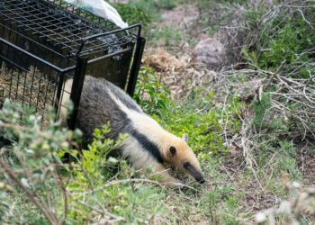 Liberaron un oso melero, un gato montés y 33 aves silvestres