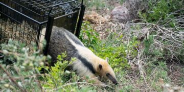 Liberaron un oso melero, un gato montés y 33 aves silvestres