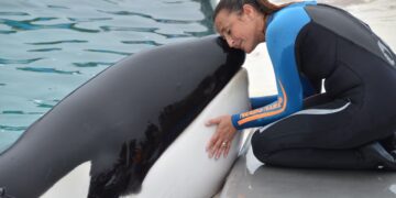 Murió una orca macho de 33 años en Mundo Marino Mundo Marino