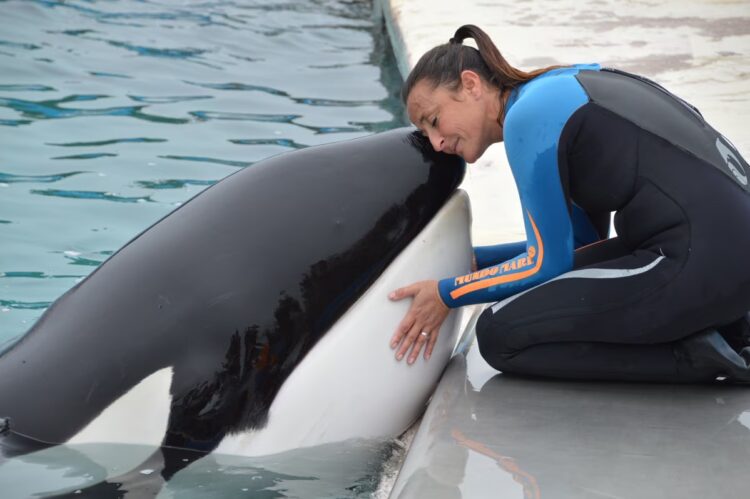 Murió una orca macho de 33 años en Mundo Marino Mundo Marino