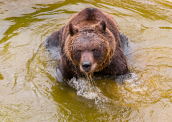 Parque de la Biodiversidad: el oso Koda padece de un tumor