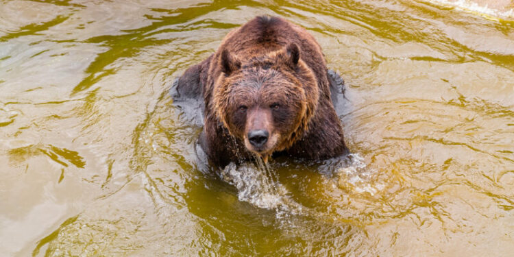 El oso vive con su pareja Rita y su cría Voldemort.