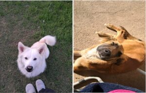 Cuidadores de mascotas: cómo elegir con quién dejar a quienes más queremos Cuidadores de mascotas: cómo elegir con quién dejar a quienes más queremos