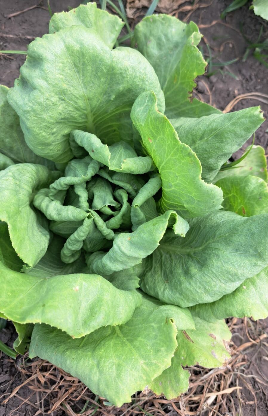 Plantas de lechuga con deformaciones y enrulamiento de hojas, uno de los principales efectos de la deriva de herbicidas hormonales que impiden su comercialización. productores hortícolas