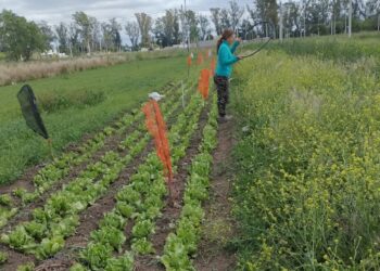 productores hortícolas