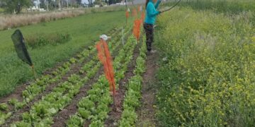 productores hortícolas