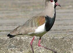 La FPA detuvo a un hombre que utilizaba teros para alertar sobre la presencia policial La FPA detuvo a un hombre que utilizaba teros para alertar sobre la presencia policial