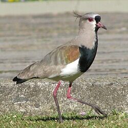 La FPA detuvo a un hombre que utilizaba teros para alertar sobre la presencia policial