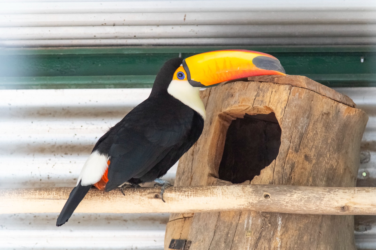 El Parque de la Biodiversidad trabaja en cuatro proyectos de especies en peligro de extinción El tucán toco (Ramphastos toco).