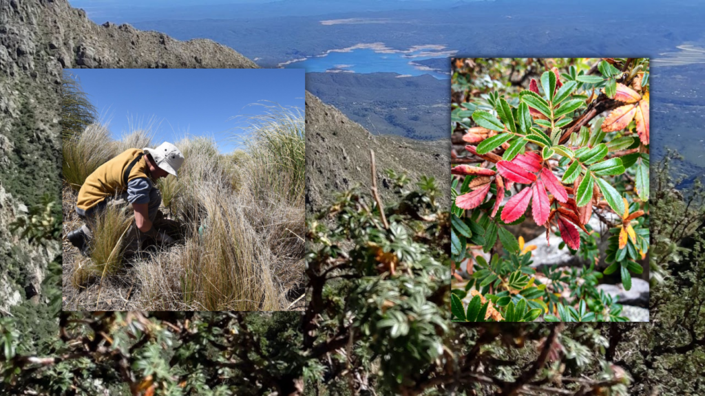 Reforestación: en Bosquizar "no solo plantamos arbolitos"