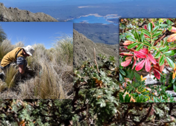Reforestación: en Bosquizar «no solo plantamos arbolitos»