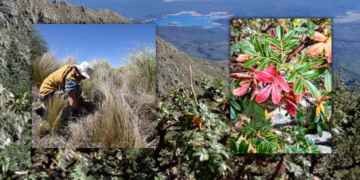 Reforentación: en Bosquizar "no solo plantamos arbolitos" Reforentación: en Bosquizar «no solo plantamos arbolitos»