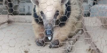 Rescatan a un oso melero acorralado por perros en San José