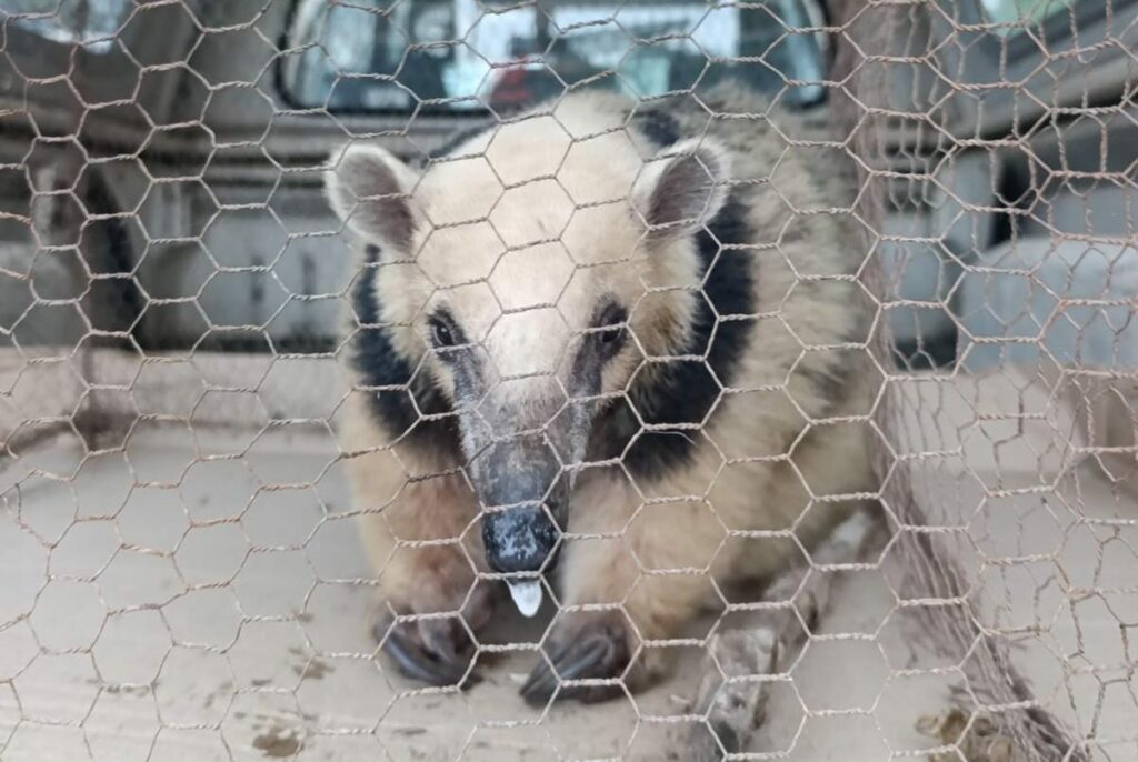 Rescatan a un oso melero acorralado por perros en San José Rescatan a un oso melero acorralado por perros en San José