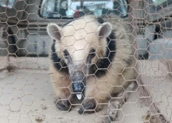 Rescatan a un oso melero acorralado por perros en San José