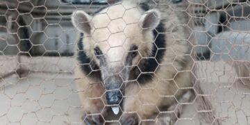 Rescatan a un oso melero acorralado por perros en San José