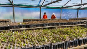 Se forestaron más de 100 mil árboles y arbustos en las rutas de la RAC