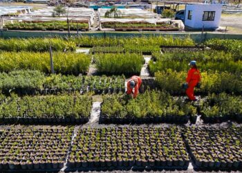 Se forestaron más de 100 mil árboles y arbustos en las rutas de la RAC