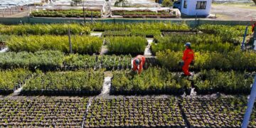 Se forestaron más de 100 mil árboles y arbustos en las rutas de la RAC Se forestaron más de 100 mil árboles y arbustos en las rutas de la RAC