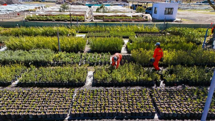A lo largo de dos años, Caminos de las Sierras plantó un total de 41.914 árboles y 66.167 arbustos.