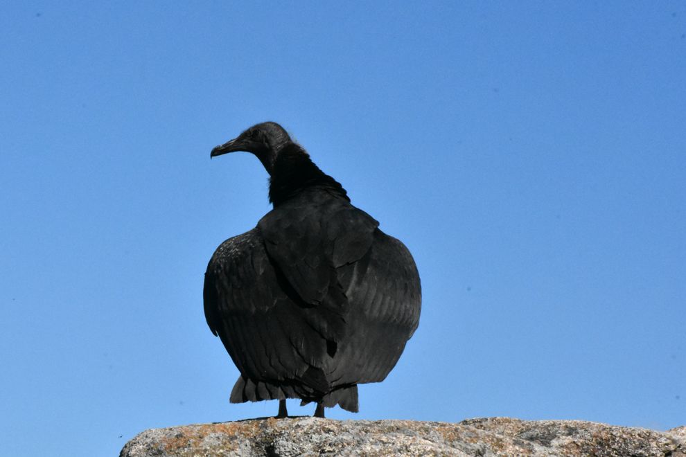 Entre enero y diciembre de este año, se realizaron 27 eventos de liberación que involucraron a 665 ejemplares de fauna silvestre