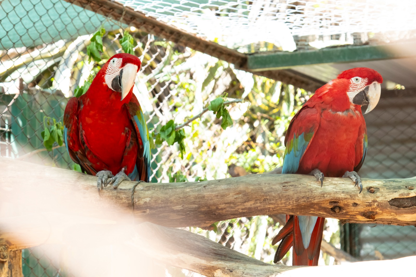El Parque de la Biodiversidad trabaja en cuatro proyectos de especies en peligro de extinción El guacamayo rojo (Ara chloropterus)