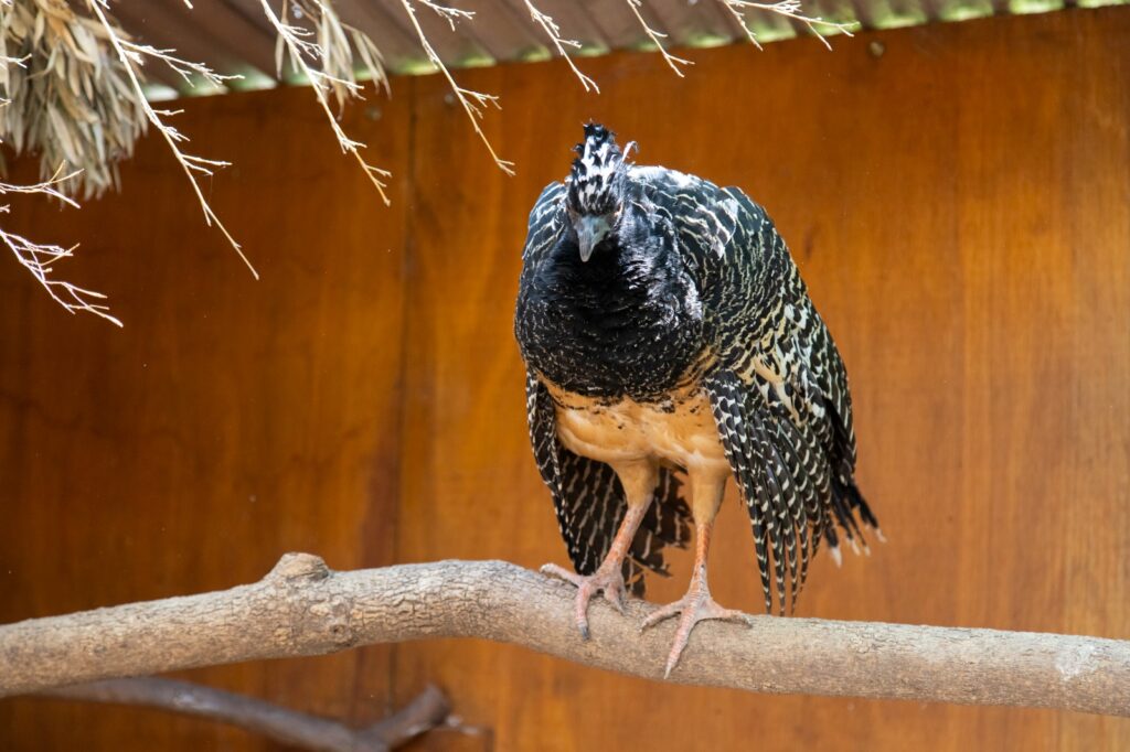 El Parque de la Biodiversidad trabaja en cuatro proyectos de especies en peligro de extinción El Parque de la Biodiversidad trabaja en cuatro proyectos de especies en peligro de extinción