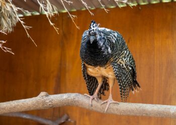 El Parque de la Biodiversidad trabaja en cuatro proyectos de especies en peligro de extinción